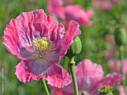 Fototapeta Naklejka Na Ścianę i Meble -  Schlafmohnblüte (Papaver somniferum) in Germerode am Meißner 
