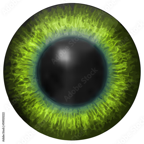 Eye iris vector texture
