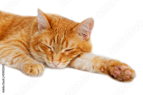Portrait of a red cat dozing