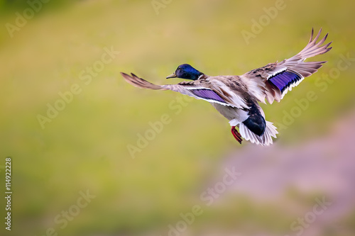 Duck-drake © PETER LAKOMY