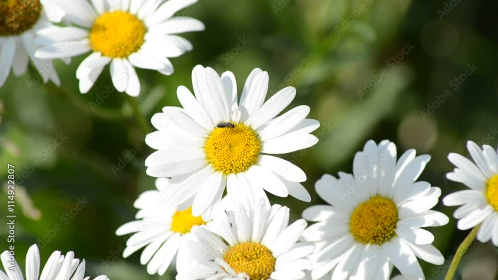 Wild chamomile flowers on a field on a sunny day Wild chamomile flowers on a field on a sunny day