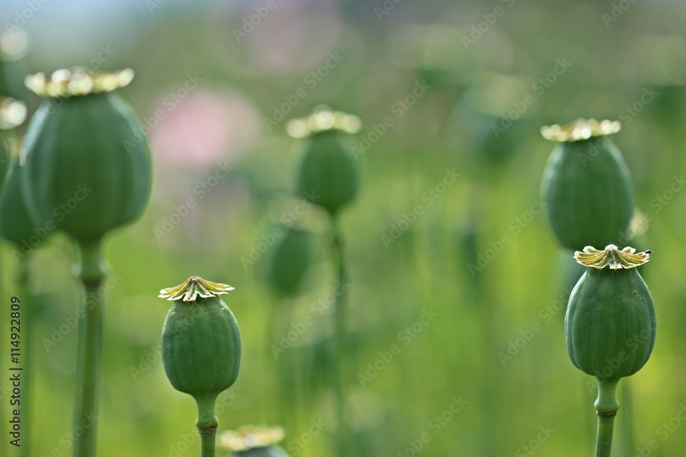 Schlafmohnkapseln (Papaver somniferum)
Schlafmohnkapseln (Papaver somniferum)