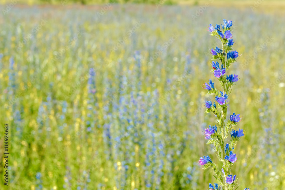 Fototapeta premium nectariferous Flower echium vulgare in a field