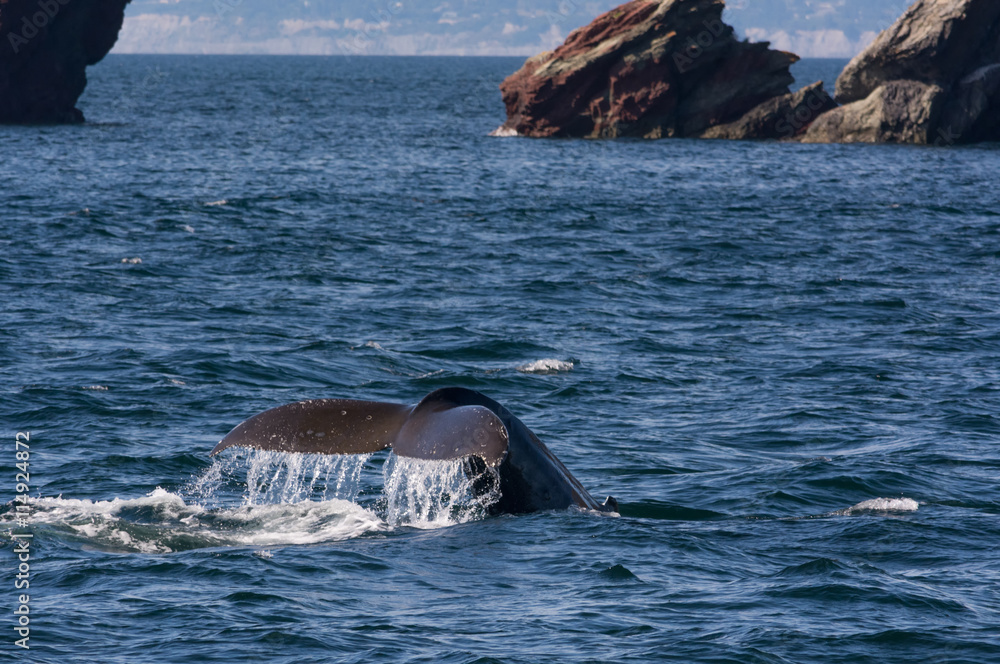 Fototapeta premium Humpback whale tail uplifted