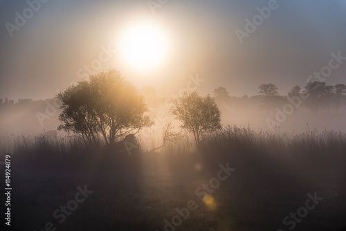 Morning sun shinnig throw the tree. Early morning on meadow.