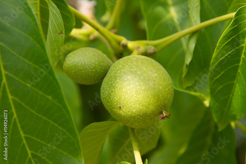 Wallpaper Mural The common walnut in growth Torontodigital.ca