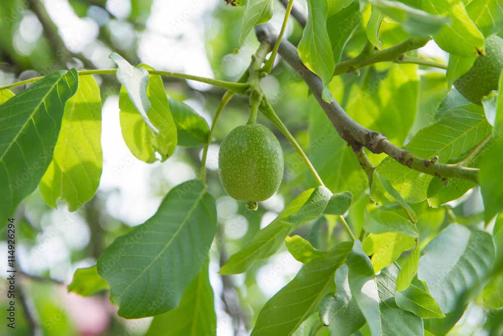 The common walnut in growth The common walnut in growth