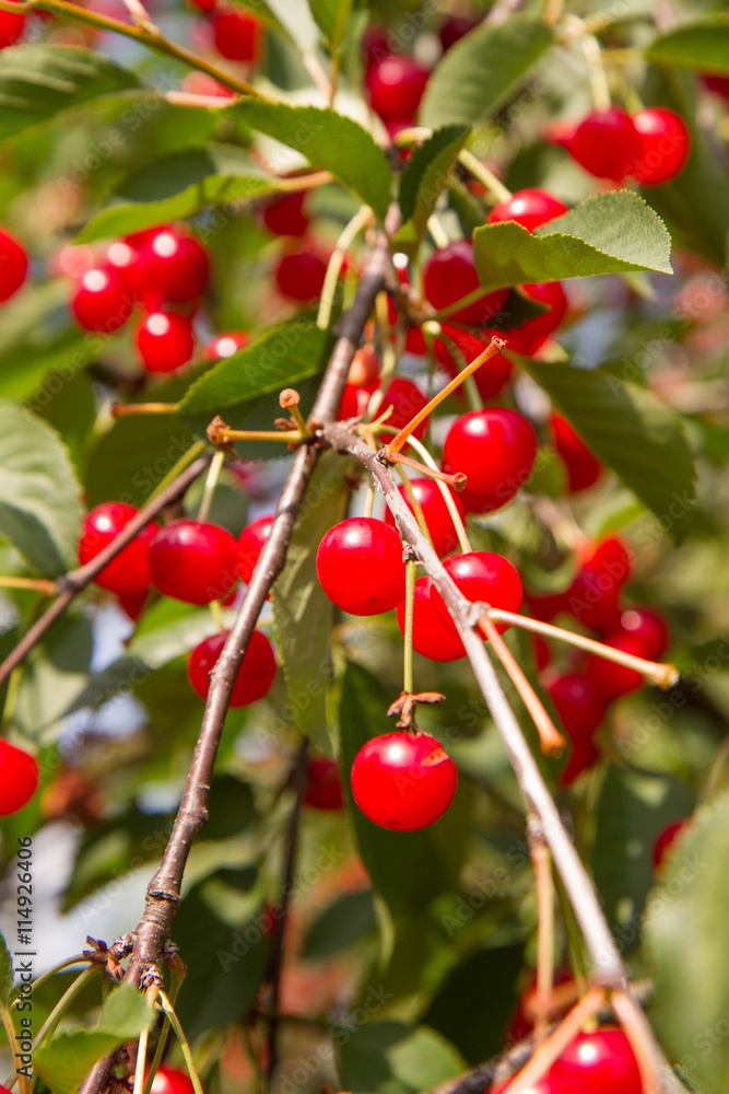 Cherry fruits on a branch