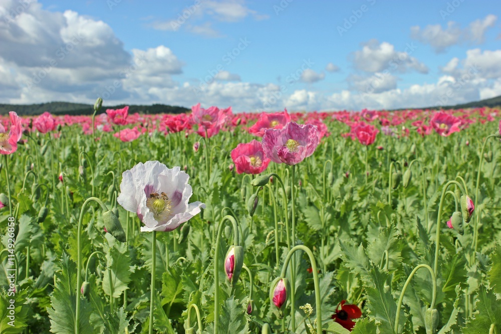 Obraz premium Weiße Mohnblüte zwischen vielen rosa Schlafmohnblüten