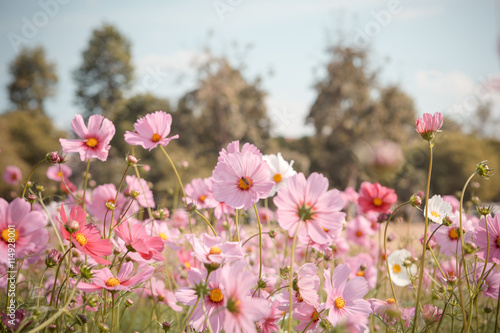 Obraz na płótnie Cosmos flower blossom in garden w salonie