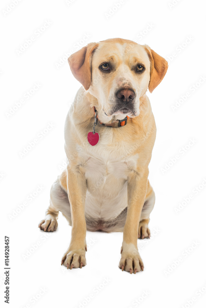 Yellow and white dog isolated on white