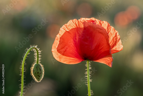 Fototapeta Naklejka Na Ścianę i Meble -  Mohnblumen