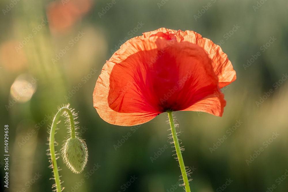 Fototapeta premium Maki