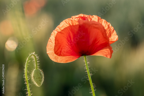 Fototapeta Naklejka Na Ścianę i Meble -  Mohnblumen