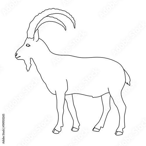 Siberian mountain goat black line drawing 