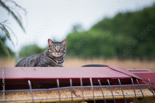 Fototapeta Naklejka Na Ścianę i Meble -  Manx cat laying on farm implement