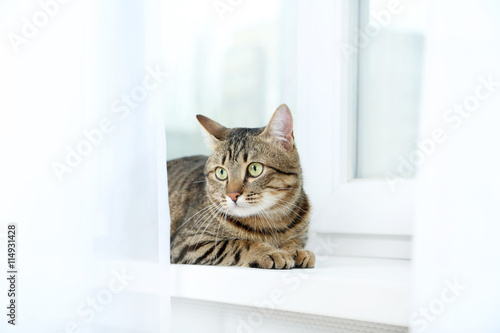 Beautiful cat lying on the windowsill, close up