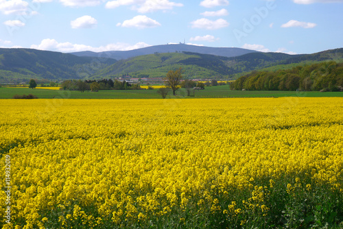 Raps i  Harz