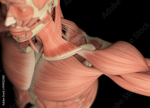 Human muscular system. 3D illustration.