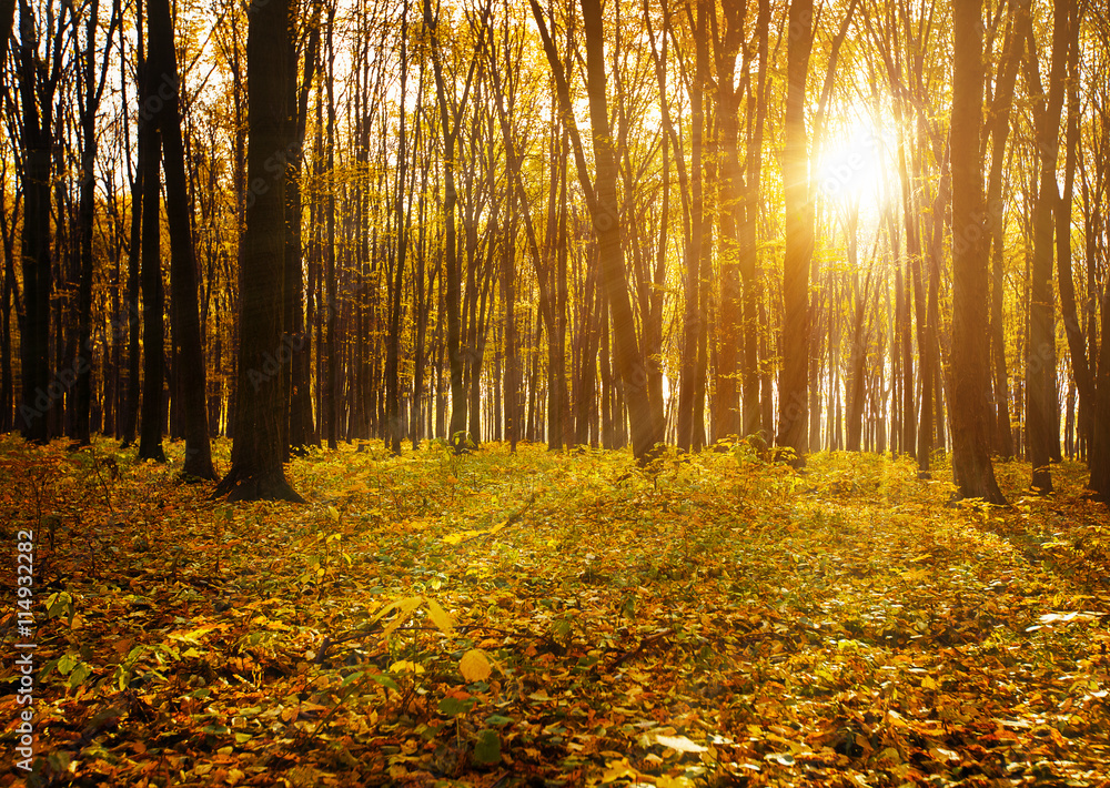 Obraz premium Golden autumnal forest with sunbeams