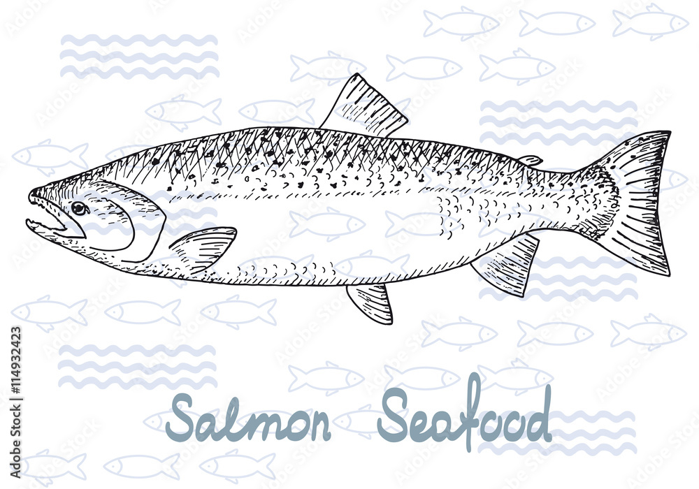 Fish vector salmon Fish vector salmon