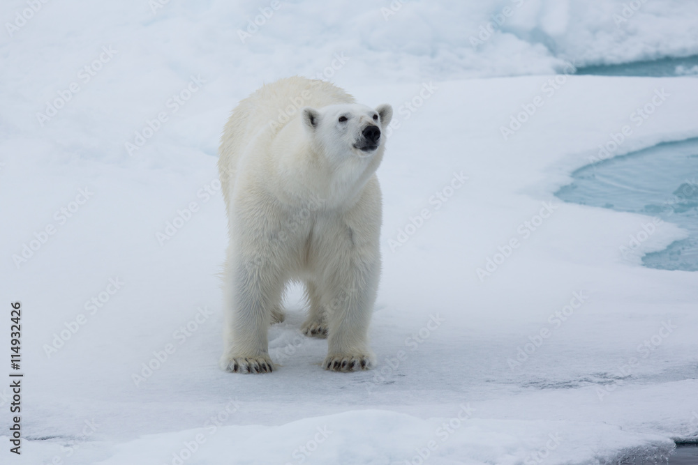 Eisbär, Eisbären, Packeis, Eis, Spitzbergen, Artik, Polarkreis, Nordpol,  Norwegen, Tier, Säugetier, Wasser Stock Photo | Adobe Stock