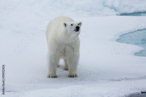 Eisbär, Eisbären, Packeis, Eis, Spitzbergen, Artik, Polarkreis, Nordpol, Norwegen, Tier, Säugetier, Wasser