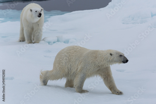 Eisbär, Eisbären, Packeis, Eis, Spitzbergen, Artik, Polarkreis, Nordpol, Norwegen, Tier, Säugetier, Wasser © ThoPics