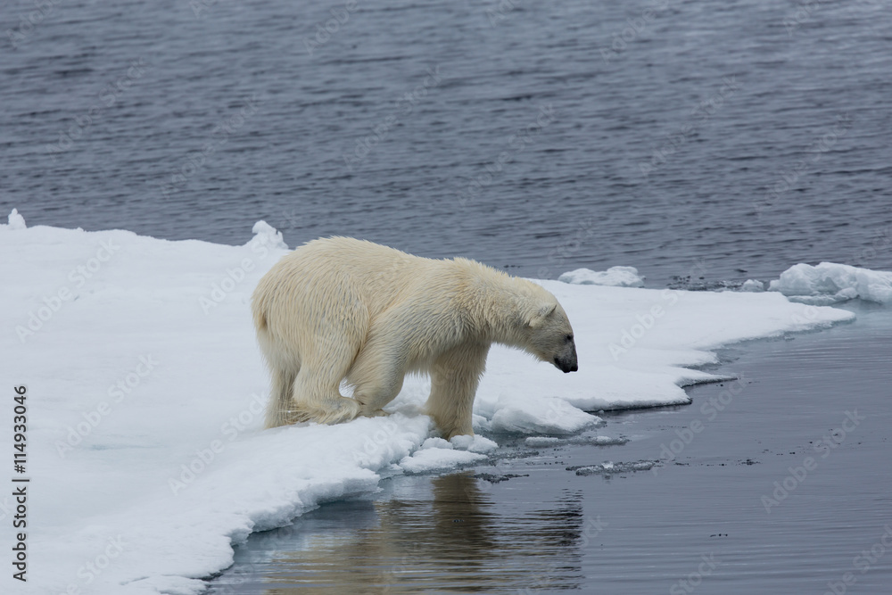 Eisbär, Eisbären, Packeis, Eis, Spitzbergen, Artik, Polarkreis, Nordpol, Norwegen, Tier, Säugetier, Wasser Eisbär, Eisbären, Packeis, Eis, Spitzbergen, Artik, Polarkreis, Nordpol, Norwegen, Tier, Säugetier, Wasser