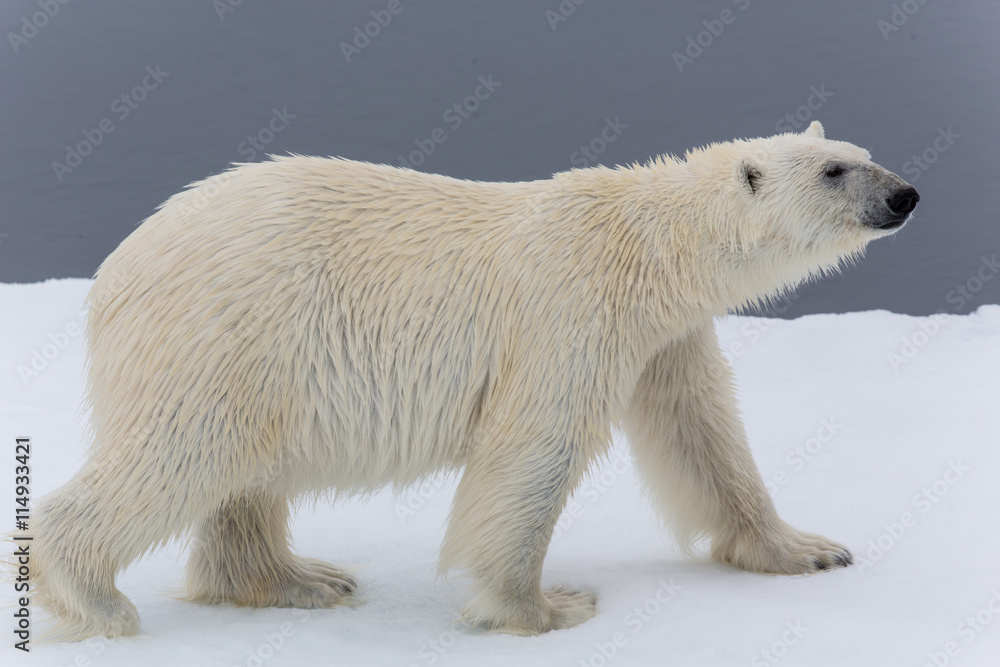 Eisbär, Eisbären, Packeis, Eis, Spitzbergen, Norwegen, Tier, Säugetier, Wasser Eisbär, Eisbären, Packeis, Eis, Spitzbergen, Norwegen, Tier, Säugetier, Wasser