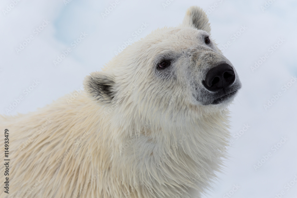 Eisbär, Eisbären, Packeis, Eis, Spitzbergen, Norwegen, Tier, Säugetier, Wasser Eisbär, Eisbären, Packeis, Eis, Spitzbergen, Norwegen, Tier, Säugetier, Wasser