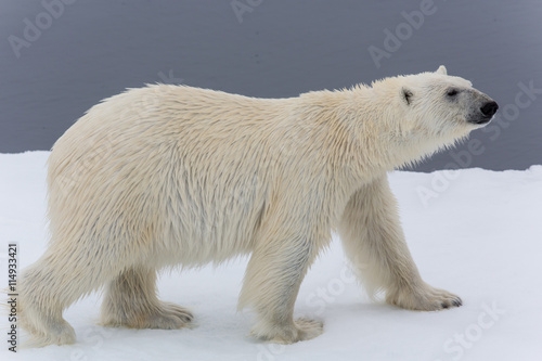 Eisbär, Eisbären, Packeis, Eis, Spitzbergen, Norwegen, Tier, Säugetier, Wasser © ThoPics