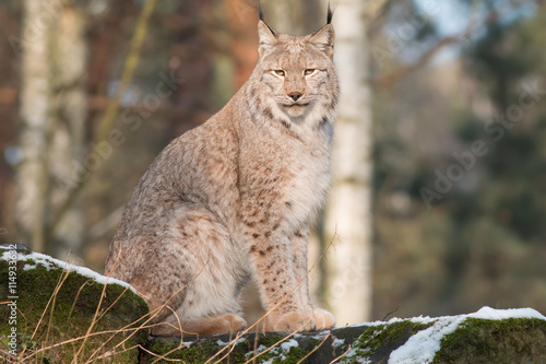 watchful lynx