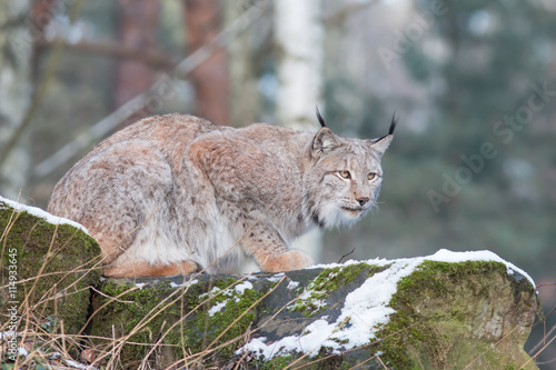 chasing lynx