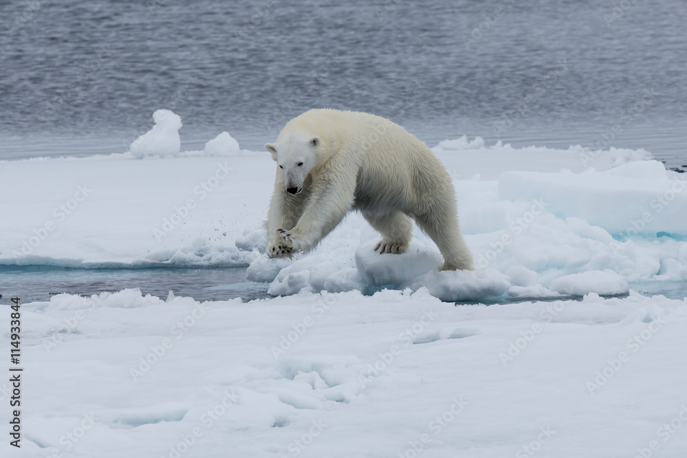 Eisbär, Eisbären, Packeis, Eis, Spitzbergen, Norwegen, Tier, Säugetier, Wasser Eisbär, Eisbären, Packeis, Eis, Spitzbergen, Norwegen, Tier, Säugetier, Wasser