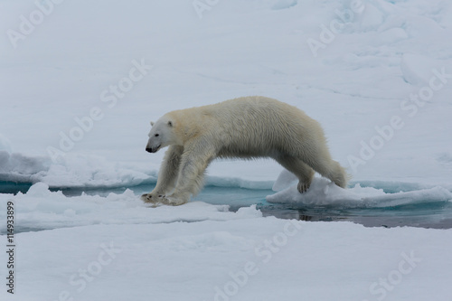 Eisbär, Eisbären, Packeis, Eis, Spitzbergen, Norwegen, Tier, Säugetier, Wasser