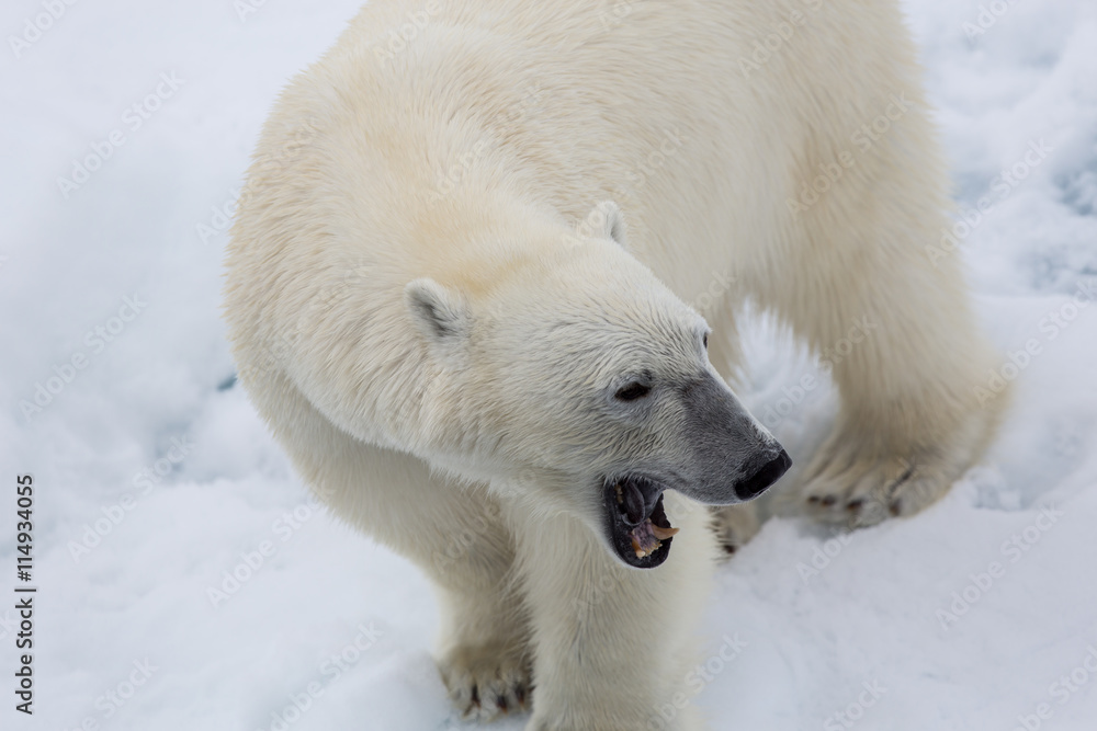 Eisbär, Eisbären, Packeis, Eis, Spitzbergen, Norwegen, Tier, Säugetier, Wasser Eisbär, Eisbären, Packeis, Eis, Spitzbergen, Norwegen, Tier, Säugetier, Wasser