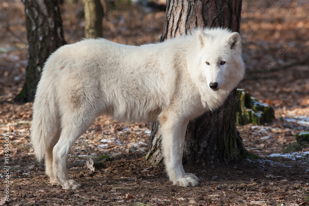 Fototapeta premium white wolf in forest