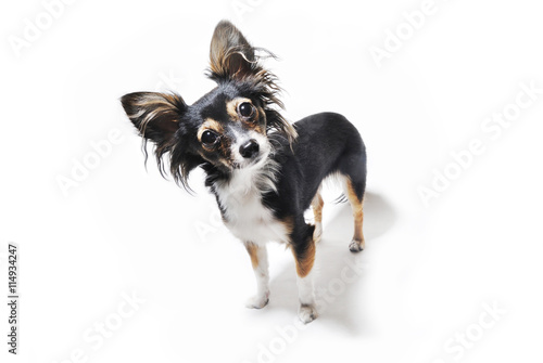 Photography photo of curious emotional dog isolated