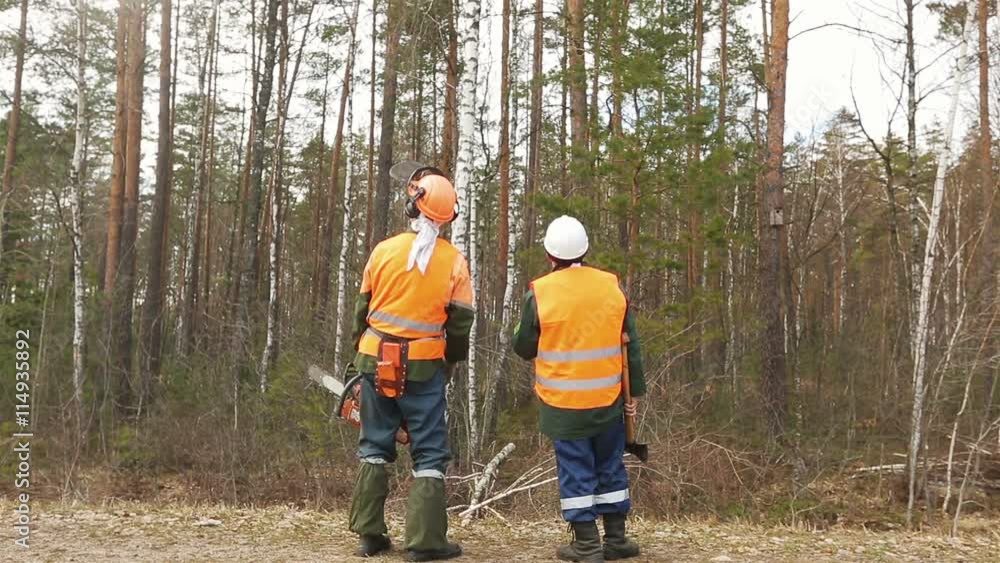 Rear view, two lumberjack looking at the forest Rear view, two lumberjack looking at the forest