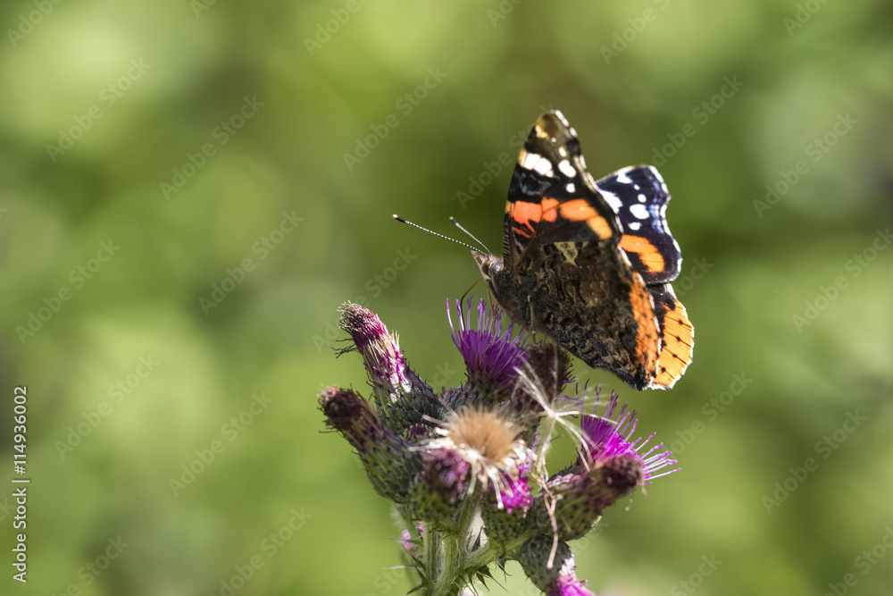 Fototapeta premium Red Admiral butterfly, Vanessa atalanta,feeding nectar from a purple thistle flower on a sunny summer day
