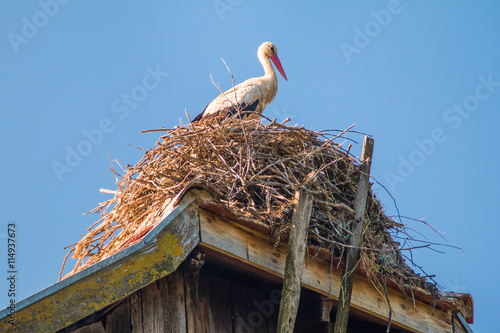     White stork in nest on old wooden house roof in morning, nature park Lonjsko polje, Croatia  photo