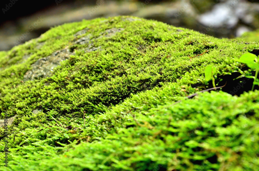 Moss on rock in forest