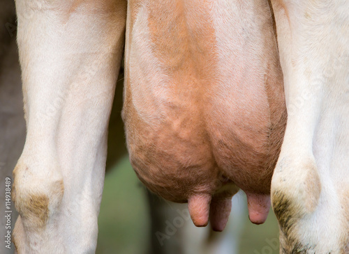 The udder of a dairy cow © Rainer Fuhrmann