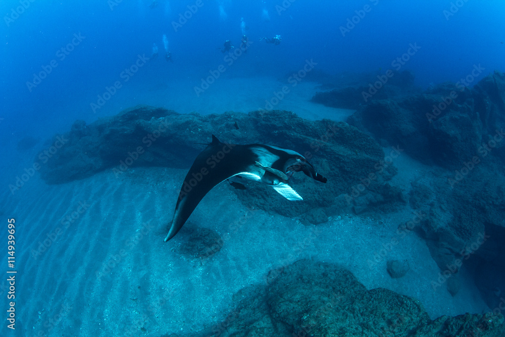 Fototapeta premium Manta Ray
