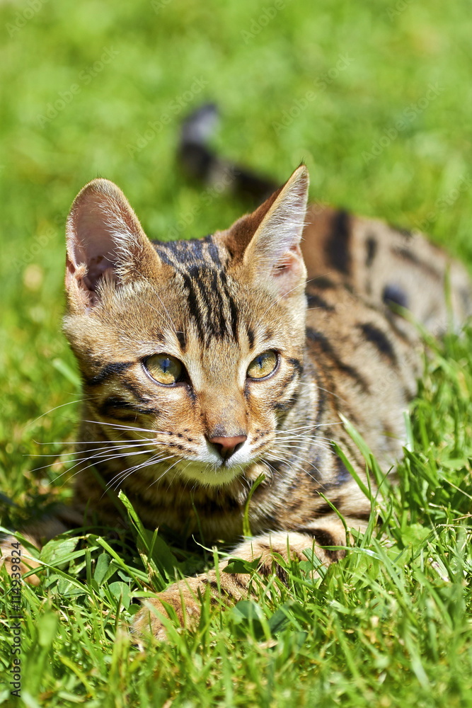 Chat de Bengale