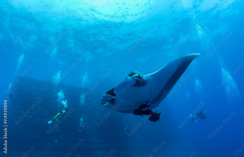 Obraz premium Manta Ray