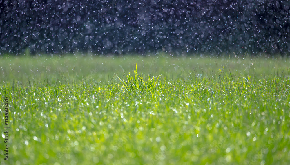 Obraz premium A heavy rain falls in sunshine 