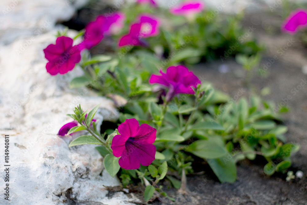 Flowers in the garden on a bed, pink petunias. Selective focus.