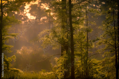 Fototapeta Naklejka Na Ścianę i Meble -  Morning in the Forest